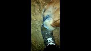 My Horse Bit My Foot
