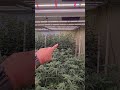 DAY 30 UPDATE👌 #flower #cannabiscommunity #growroom #happyfarming #veg #growlife