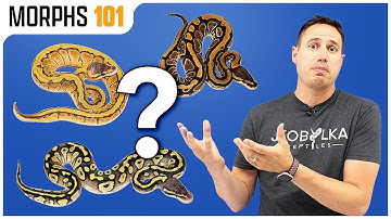 What Morph Is Your Pet Store Ball Python? | Morphs 101