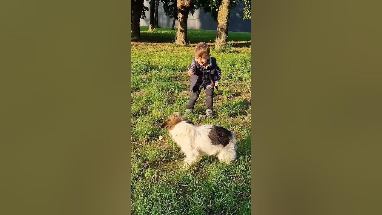 love-for-dog-youtube