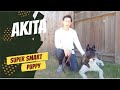 Super Smart American Akita