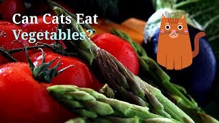 Can Cats Eat Vegetables | Are These Useful for Your Kitten by Cats How 316 views 4 years ago 1 minute, 27 seconds