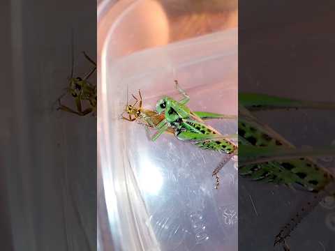 Что будет если кузнечик увидет веснянку What happens if the katydid see a stonefly. #insects