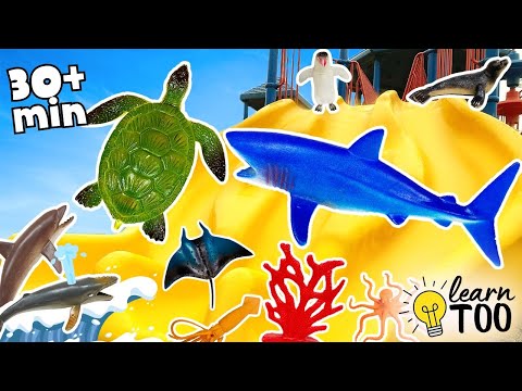 Learn Sea Animals For Kids COMPILATION! Ocean Animals And Sharks For Kids | Sharks, Turtles, Whales