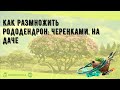 Как размножить рододендрон: черенками, на даче