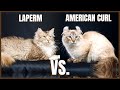 LaPerm Cat VS. American Curl Cat の動画、YouTube動画。