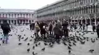 Millions Pigions On A St. Marco Square In Venice