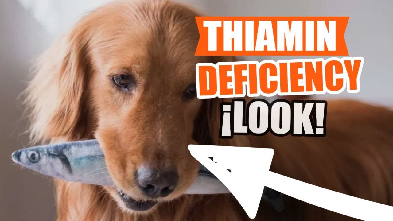 THIAMIN Deficiency in DOGS 🐶👇Symptoms, Causes and What to Do YouTube