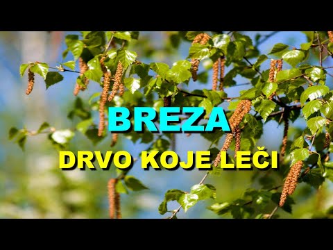 Video: Gdje rastu breze u SAD-u?