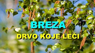 BREZA - DRVO KOJE LE?I