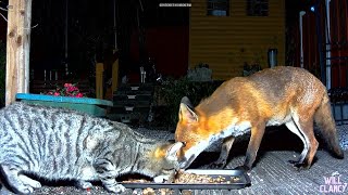 Fox and cat dining peacefully