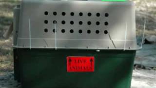 Pet Travel Crates - How to prepare for shipping