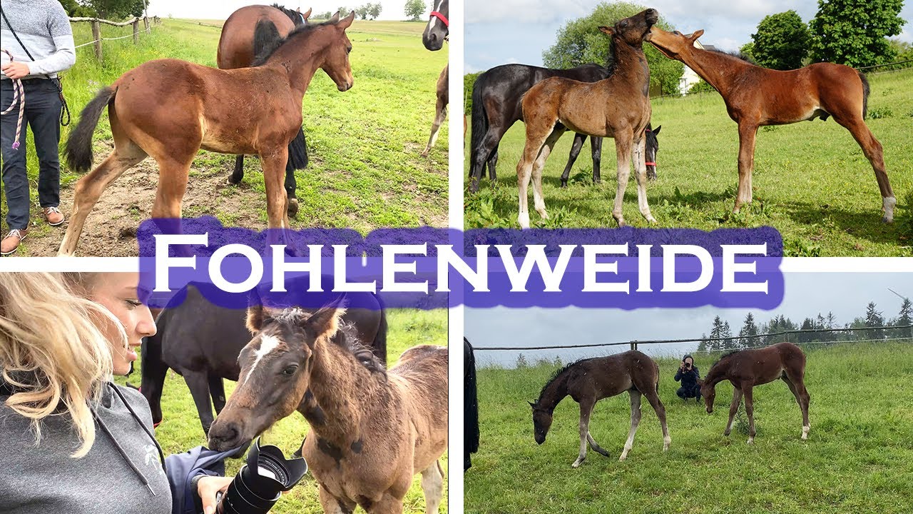 FOHLEN GEKAUFT | Weekly Vlog #8