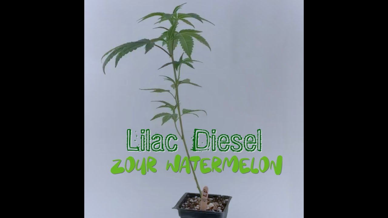 Lilac Diesel x Zour Watermelon Teen