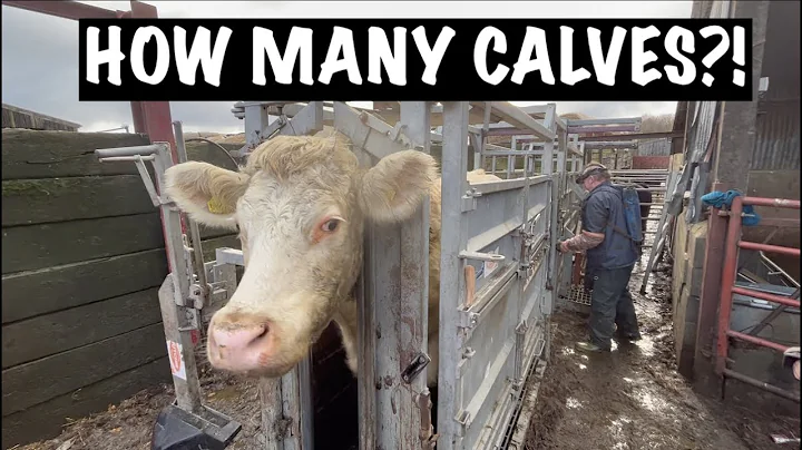 SCANNING COWS! FINGERS CROSSED FOR LOTS OF CALVES!!