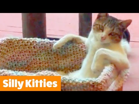 funny-cute-cats-|-funny-pet-videos