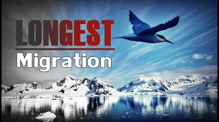 LONGEST ANIMAL Migration - Arctic Tern - DayDayNews