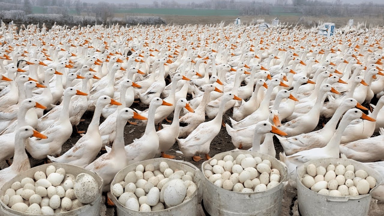 160 Days Raising Free Range Ducks - Collecting Duck eggs - The Duck