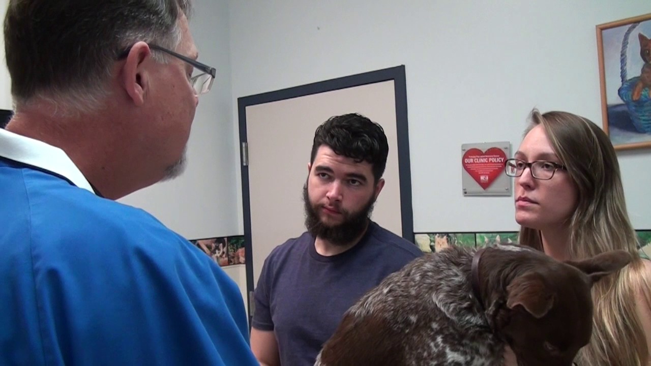 Services at Hillman Vet Clinic YouTube