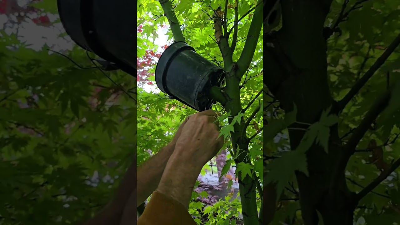 Japán juhar  légbujtása.