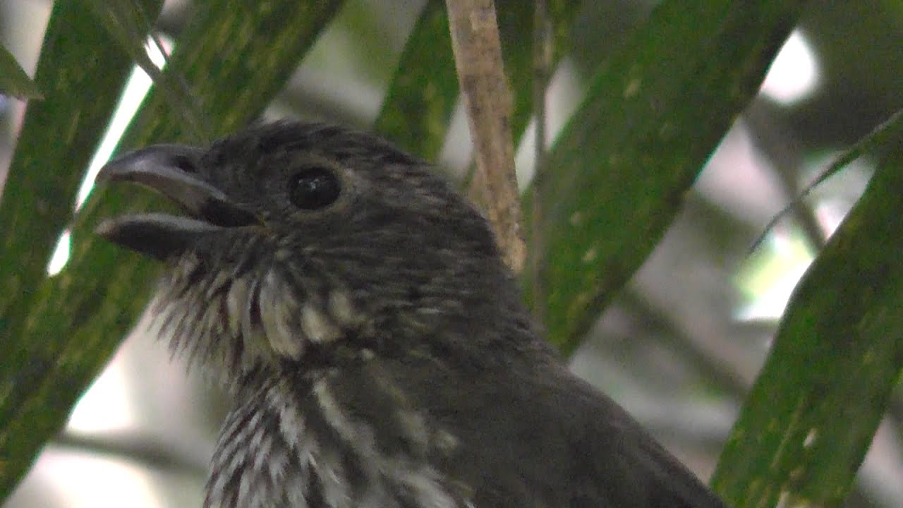 Tooth Billed Bowerbird Singing (Scenopoeetes dentirostris) HD Video Clip 1/1
