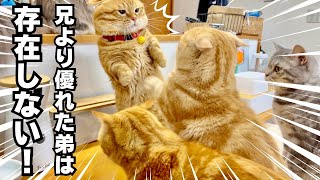 勝ち気なちゃーぼーに一歩もひかないぽちゃお兄ちゃん #猫 #マンチカン