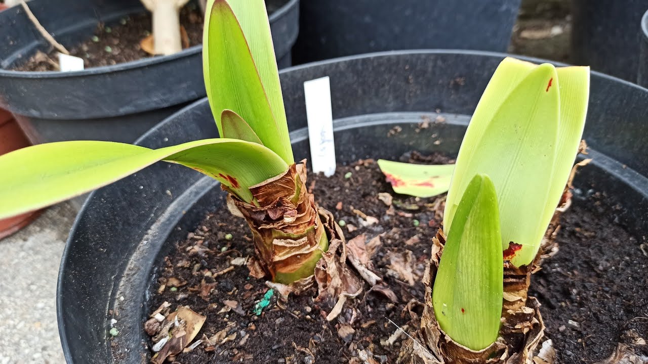 Amaryllis kalt überwintern: So gelingt die Ruhephase
