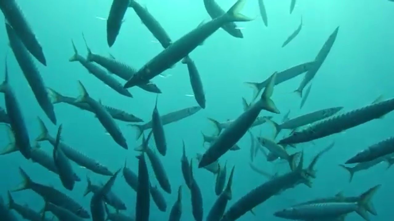 Diving with Barracudas in Fethiye / Turkey