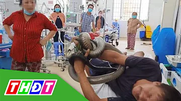 Tây Ninh: Người đàn ông "ôm" rắn hổ mang chúa, vô bệnh viện cấp cứu | THDT