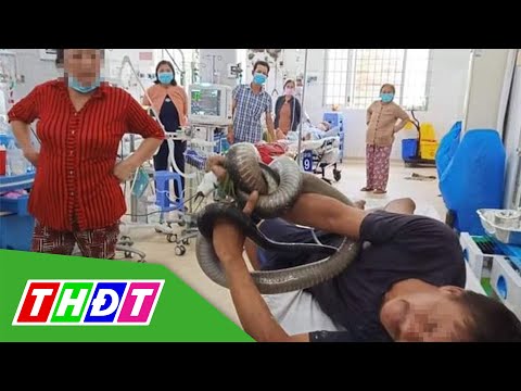 Tay Ninh: Man "ôm" Rắn hổ mang chúa, bệnh viện cấp cứu |  thể dục