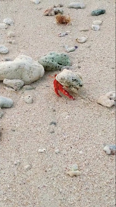 Cute little Hermit Crabs on Cocos Islands!