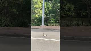 Duckie shows how to cross the road safely and carefully #duck #uow #wollongong #australia #funny