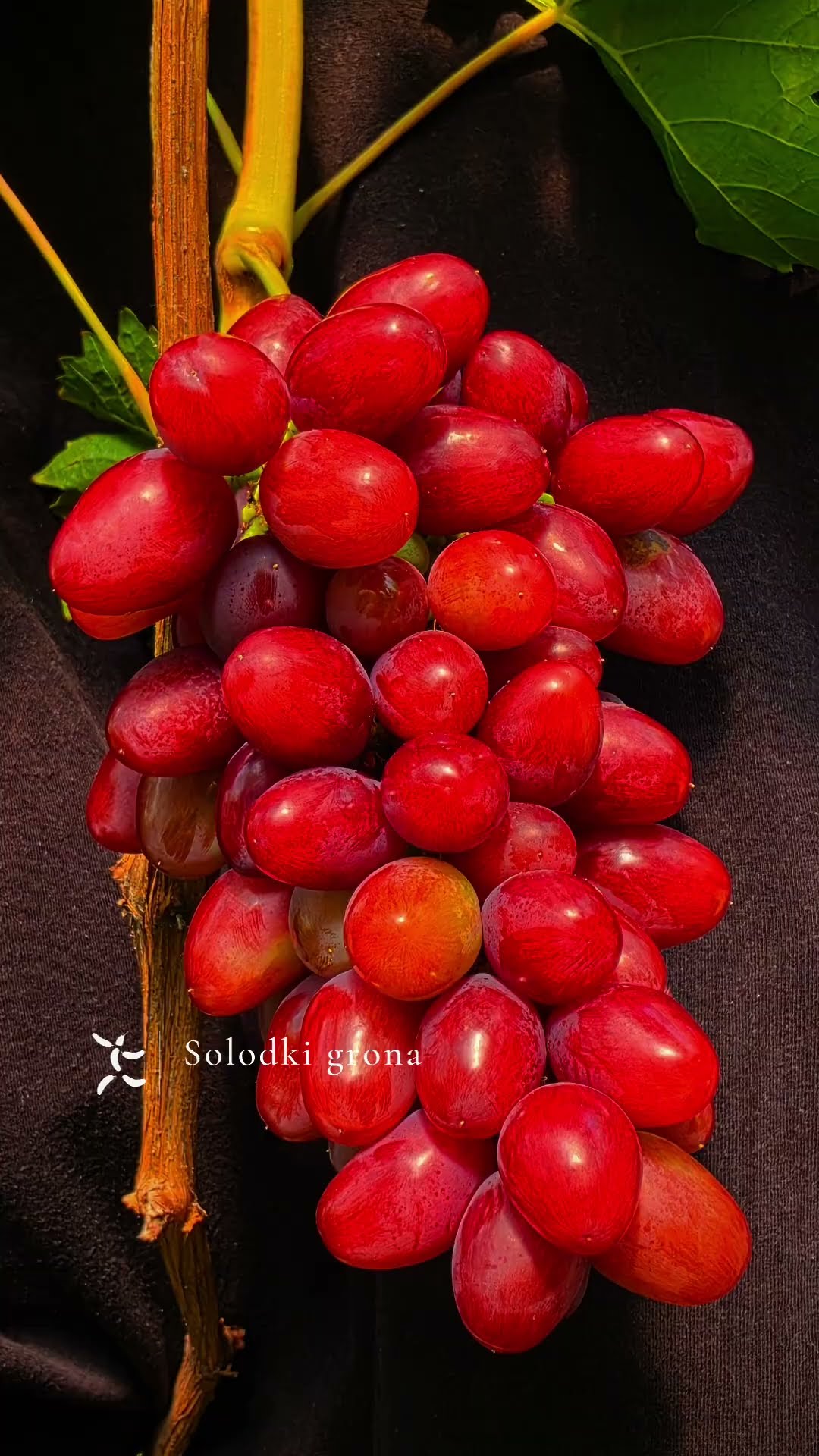 виноград Червоний тюльпан / Red tulip: відео