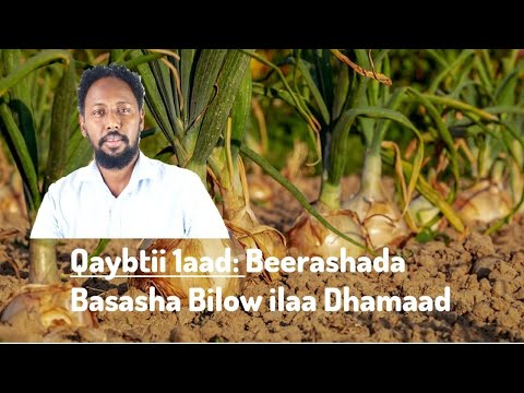 Beerashada Basasha Bilow ilaa Dhamaad: Qaybtii 1aad