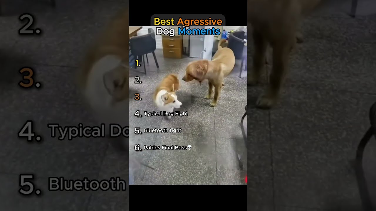 Best Aggressive Dog Moments TRY NOT TO LAUGH 