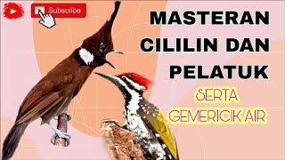 MASTERAN CILILIN & PELATUK   GEMERICIK AIR || SUARA JERNIH