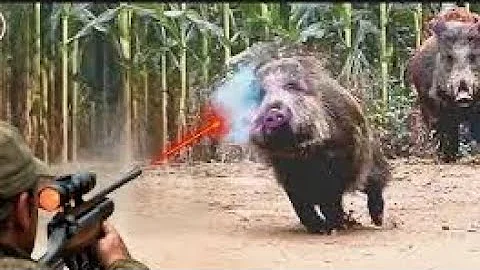 How Do Hunters And Farmers Deal With Millions Of Buffalo, Wild Boars And Leopards Invasive by Gun