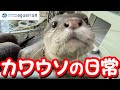 【解説】サンシャイン水族館のカワウソの日常【サンシャイン水族館】