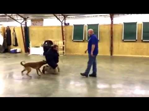 best protection dogs for first time owners Malinois