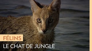 Le chat de jungle, un petit félin qui aime l'eau
