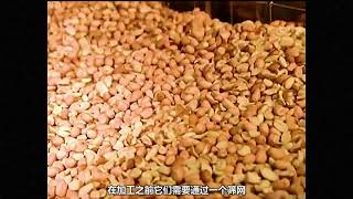 小科普先生 - 花生酱制作过程 Peanut Butter Making Process