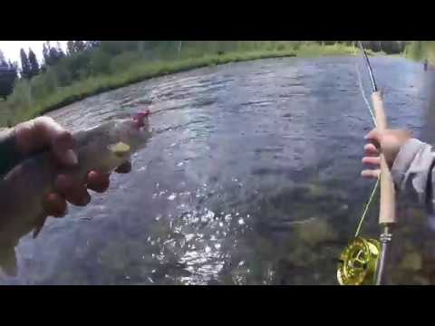 Skagit river fishing report 21 July 2018 - YouTube