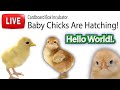 Baby chicks hatching | Fully automated homemade incubator | Live egg hatching cam #2