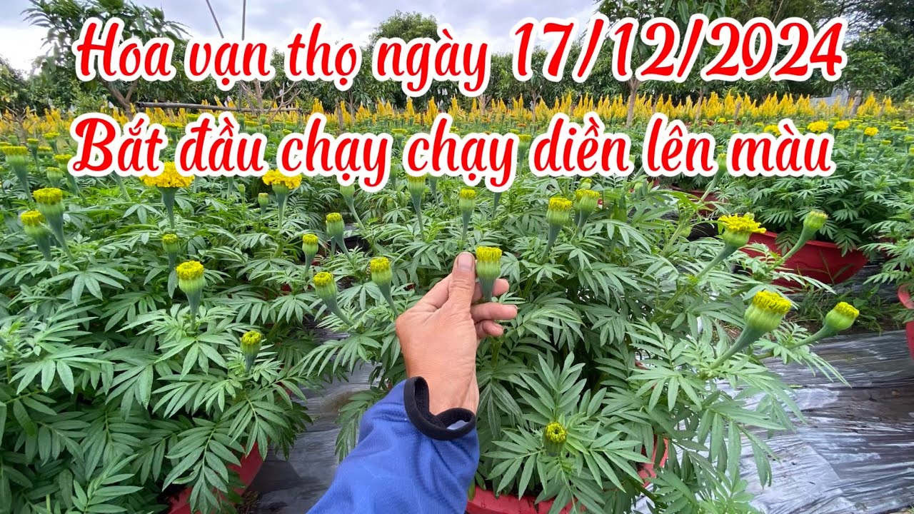 Hoa vạn thọ ngày 17/12/2024/Bắt đầu chạy diền lên màu