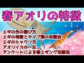 【春エギングのポイント】色の選び方/号数とタイプ/シャクリ方/アオリイカの一生/アンケート結果による春エギング攻略法