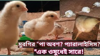 🟥 “মুরগির বাচ্চা প্যারালাইসিসে আক্রান্ত? হাঁটতে পারে না? এই ওষুধে ১০০% সমাধান!”