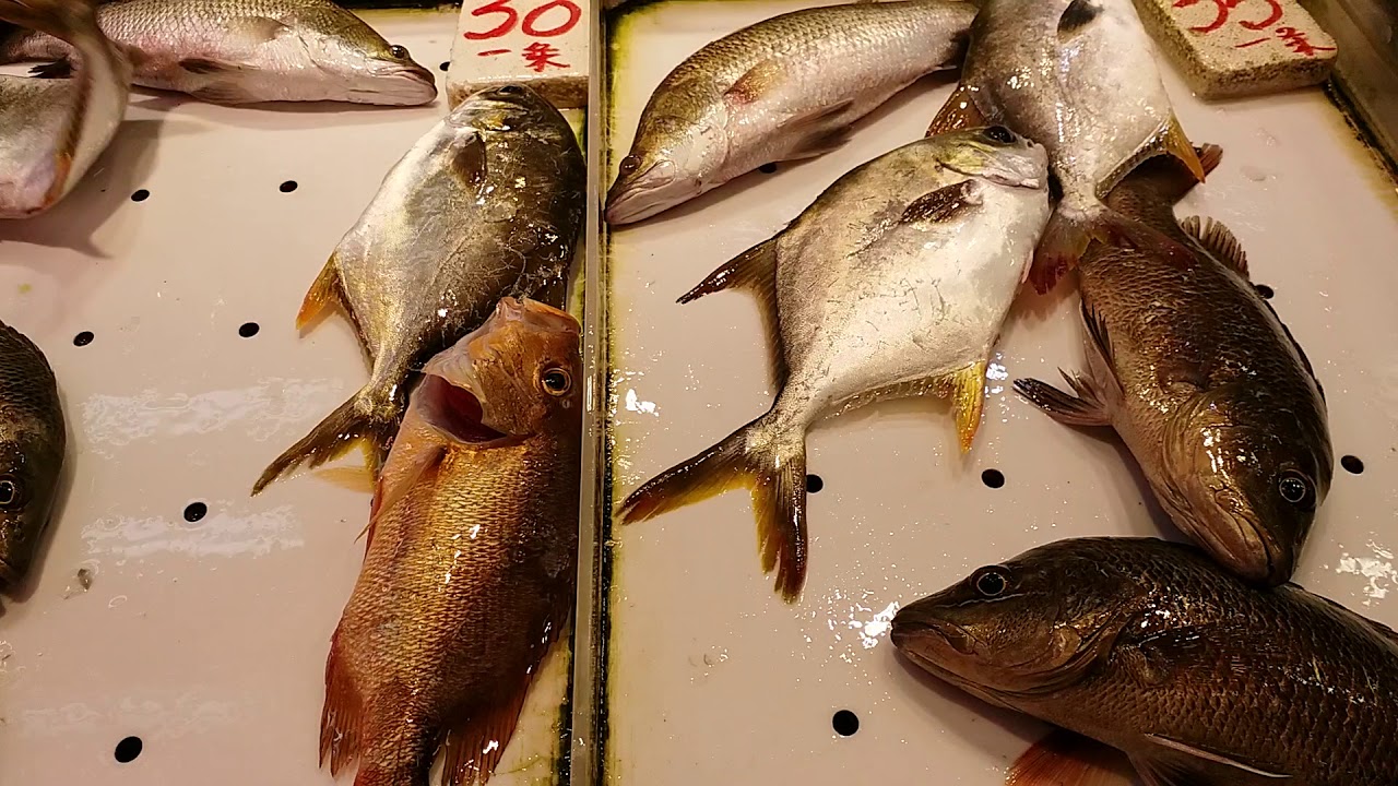 Fish YouTube
