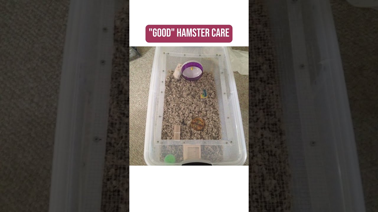 Good VS Bad Hamster Care Hamsters Properhamstercare Pets Hamsterenclosure