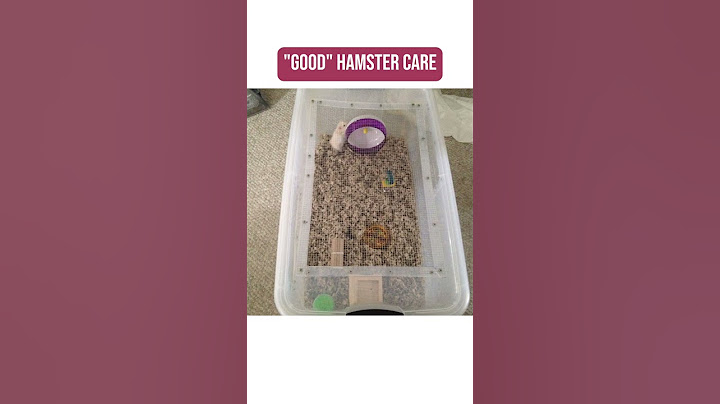 Good VS Bad Hamster Care! 🐹 #hamsters #properhamstercare #pets #hamsterenclosure