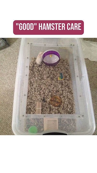 Good VS Bad Hamster Care! 🐹 #hamsters #properhamstercare #pets #hamsterenclosure